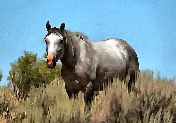 Saratoga, a Band Stallion by Fine Art Western Paintings Saratoga, a Band Stallion by Fine Art Western Paintings